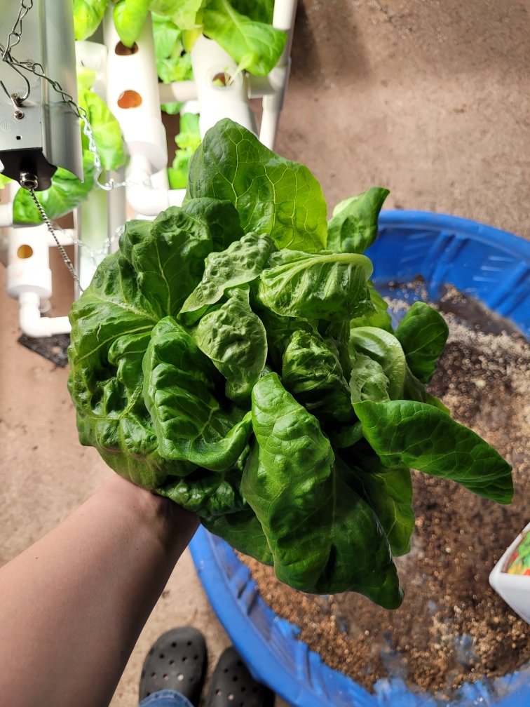 Nothing like fresh lettuce straight from our hydroponic rack...